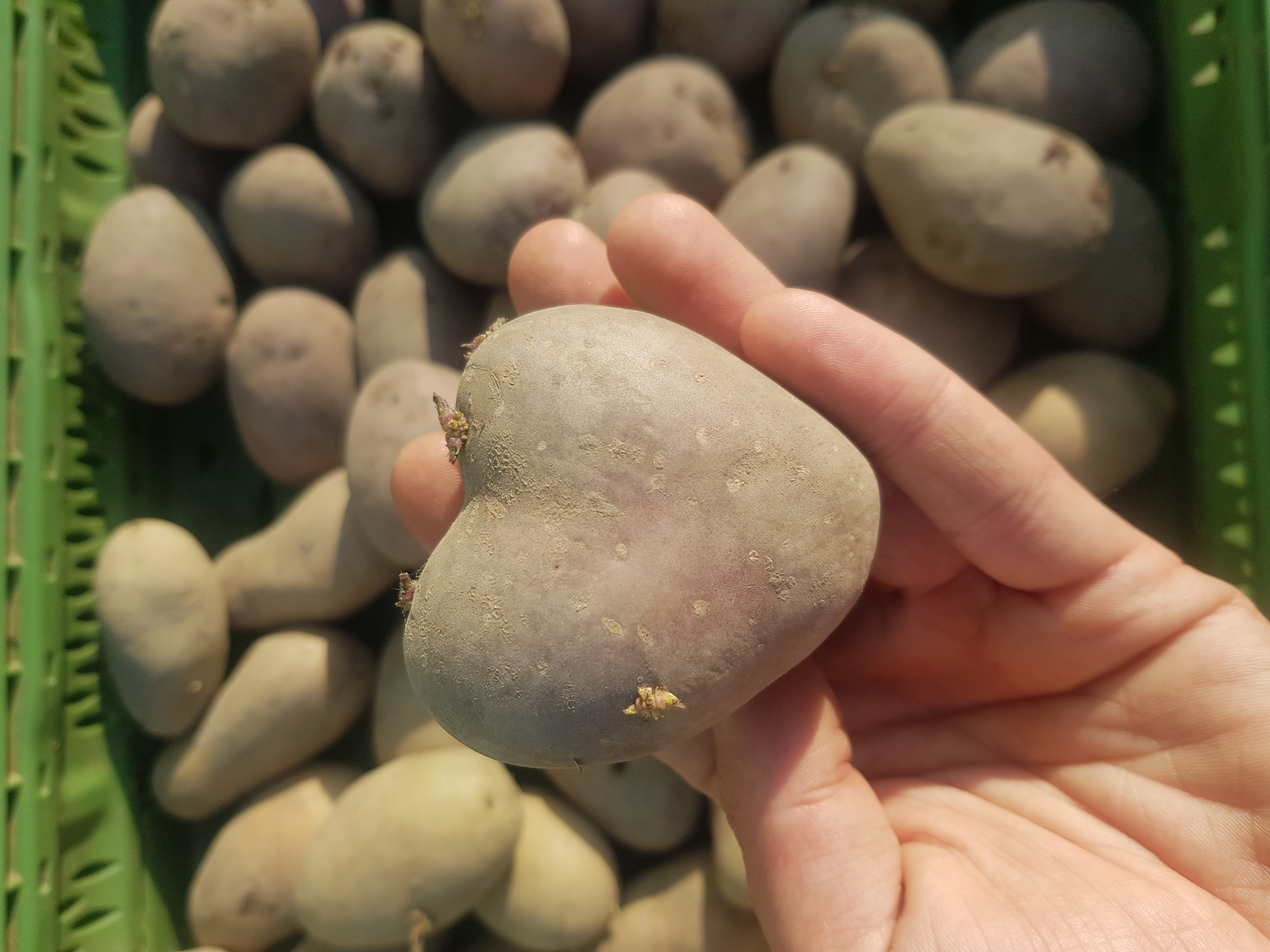 vorgekeimte Pflanzkartoffeln 1