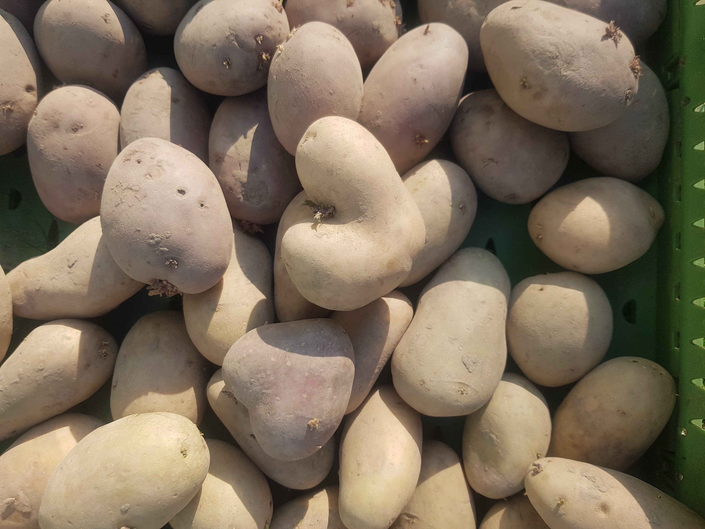 vorgekeimte Pflanzkartoffeln 2